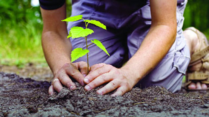 বৃক্ষরোপণ কর্মসূচি